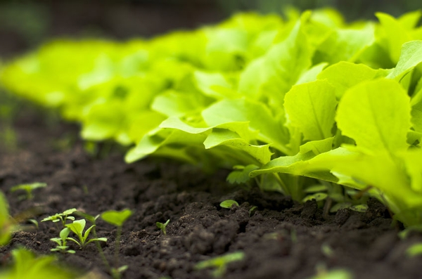  California LGMA Updates Food Safety Practices for Leafy Greens 
